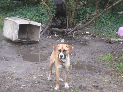 Help Dogs Before the Next Disaster Strikes