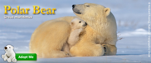 Protect Polar Bear Dens.