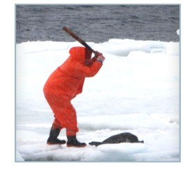 Help Stop the Bloody Seal Slaughter