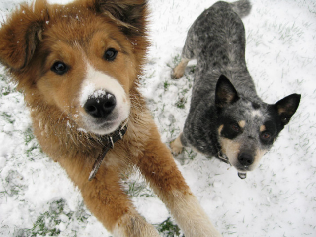 Be an Angel for a Cold Outside Dog This Winter.