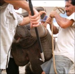 The Ban of Bullhooks