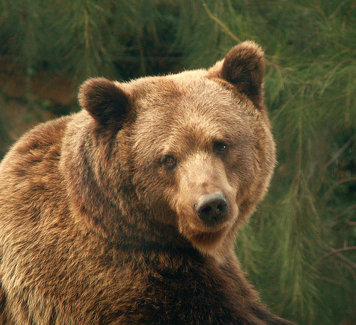 Help Bears Suffering in North Carolina
