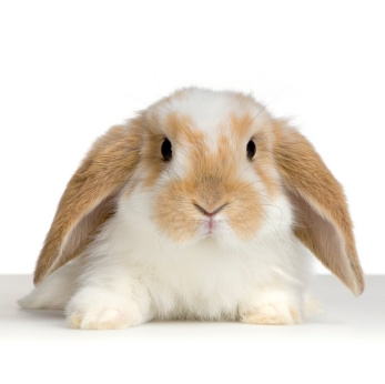 Victory: PETA Prompts Rabbits' Rescue!